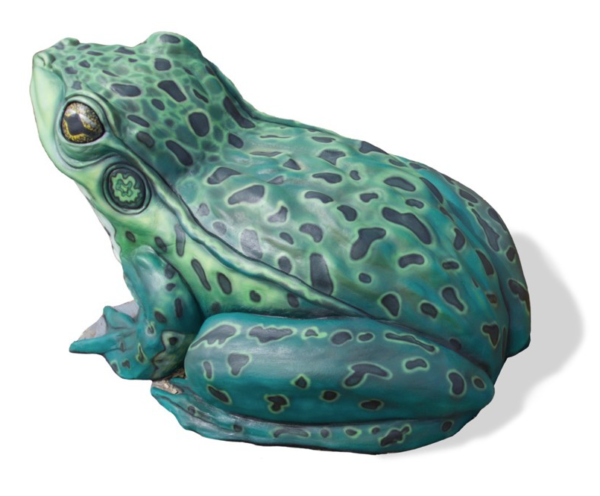 Frog Climber Top View